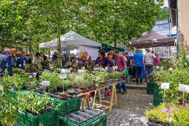 Impressionen vom Kräutermarkt in Tholey