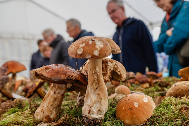 Impressionen vom Herbst- und Wildmarkt in Wadern