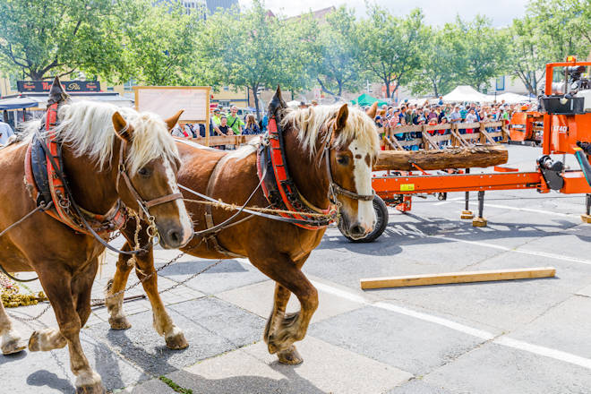 Impressionen vom Thüringer Holzmarkt in Jena