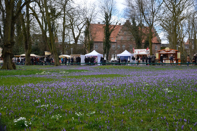 Impressionen vom Krokusblütenfest in Husum