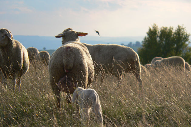 Impressionen vom Schäferfest in Übermatzhofen